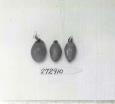Click for 1 image(s) for this accession. FRUIT